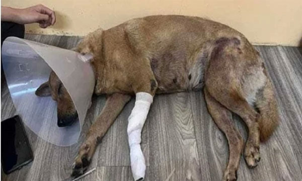 Bị chó hoang đuổi theo, nam thanh niên trả thù dã man-2