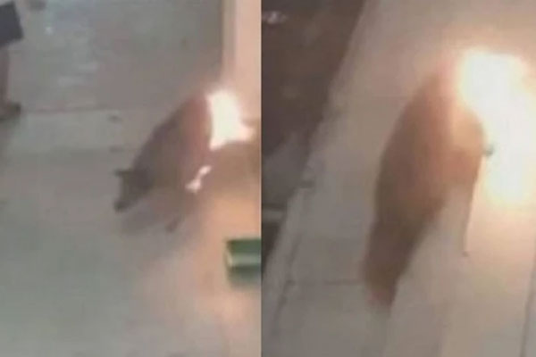 Bị kết án tù vì hù dọa 1.100 con gà của hàng xóm đến chết-2