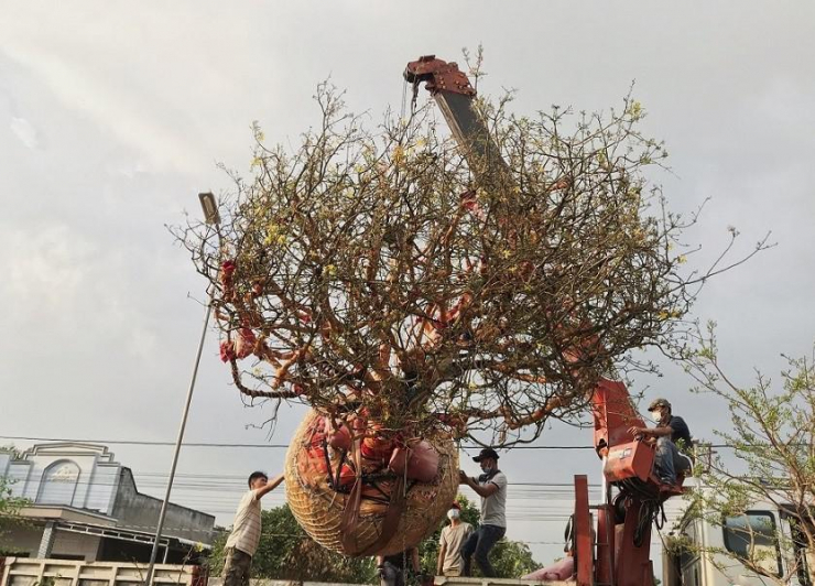 Cận cảnh cây mai vàng từng được chủ nhân tìm dân chơi, dù được trả 3,5 tỷ-1