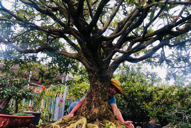 Cận cảnh cây mai vàng từng được chủ nhân tìm dân chơi, dù được trả 3,5 tỷ-2