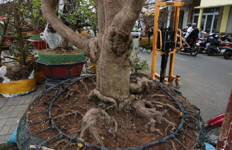 Cận cảnh cây mai vàng từng được chủ nhân tìm dân chơi, dù được trả 3,5 tỷ-3