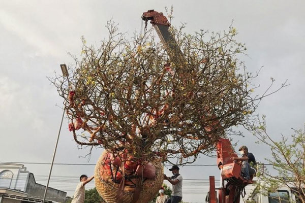 Hối hả tuốt lá, chăm cây, thủ phủ mai vàng ngóng thương lái-19