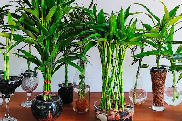 Người xưa nói: Phát tài có đôi, phúc lộc song toàn, trồng cây cảnh này để gia đình thêm may mắn-1