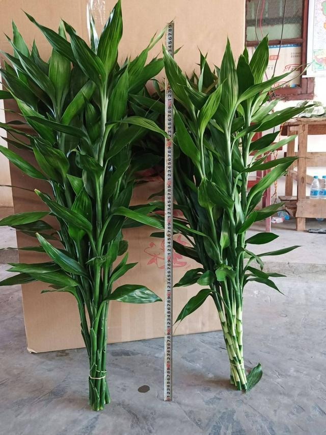 Người xưa nói: Phát tài có đôi, phúc lộc song toàn, trồng cây cảnh này để gia đình thêm may mắn-11