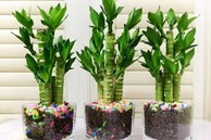 Người xưa nói: 'Phát tài có đôi, phúc lộc song toàn', trồng cây cảnh này để gia đình thêm may mắn