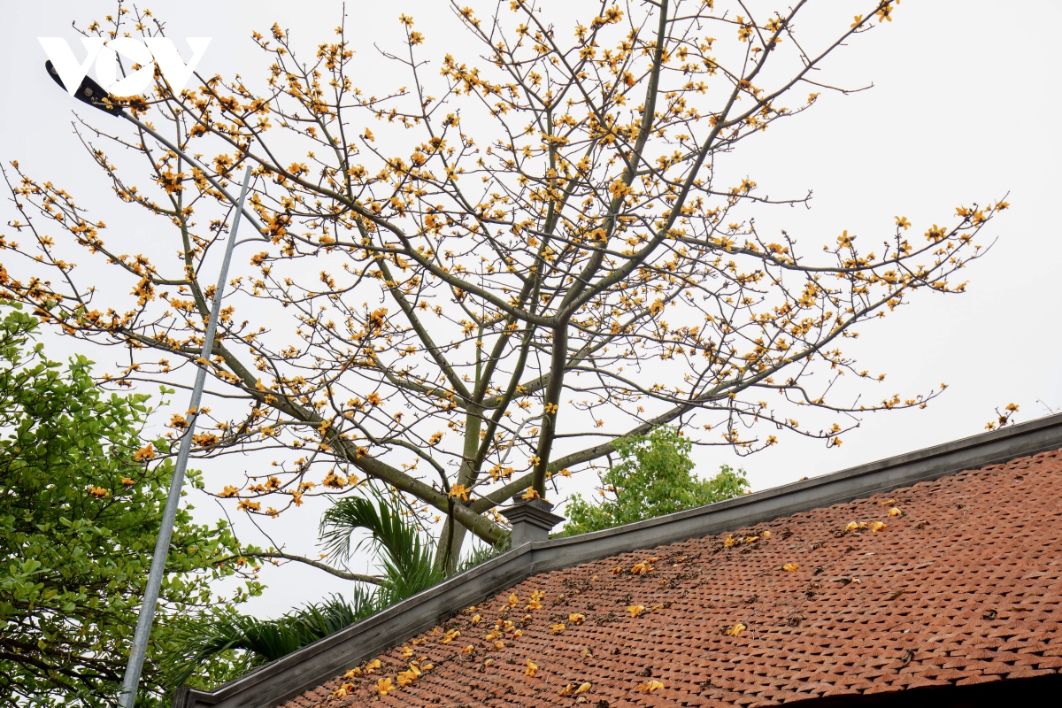 Cây gạo hoa vàng hot nhất đất Hải Dương lúc này, ai xem cũng thốt lên, hoa lạ lắm luôn-2