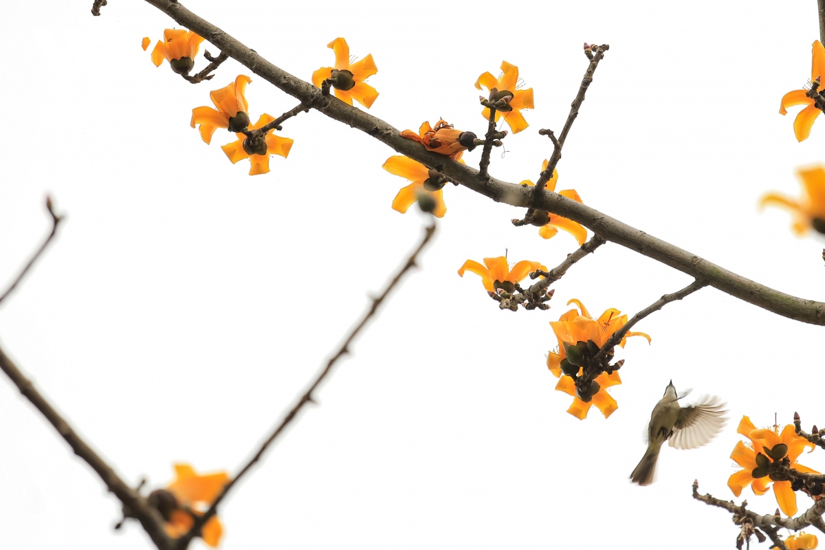 Cây gạo hoa vàng hot nhất đất Hải Dương lúc này, ai xem cũng thốt lên, hoa lạ lắm luôn-11