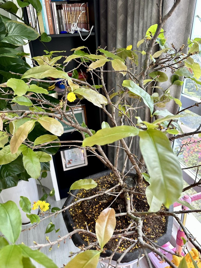 Từng u uất khi sinh con, nữ ca sĩ liên tục đổi xe và tậu nhà 6 tỷ sau khi ly hôn chồng Hàn-17