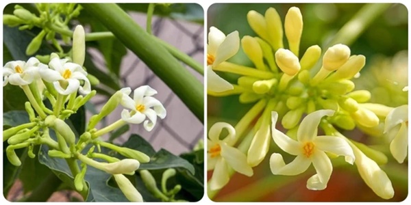 7 tác dụng của hoa đu đủ đực ít người biết-1