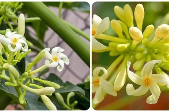 7 tác dụng của hoa đu đủ đực ít người biết