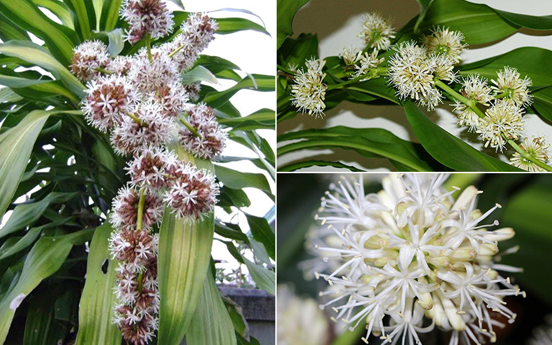 Thiết mộc lan - loài cây phong thủy cho mệnh Hỏa và Mộc phát tài-2