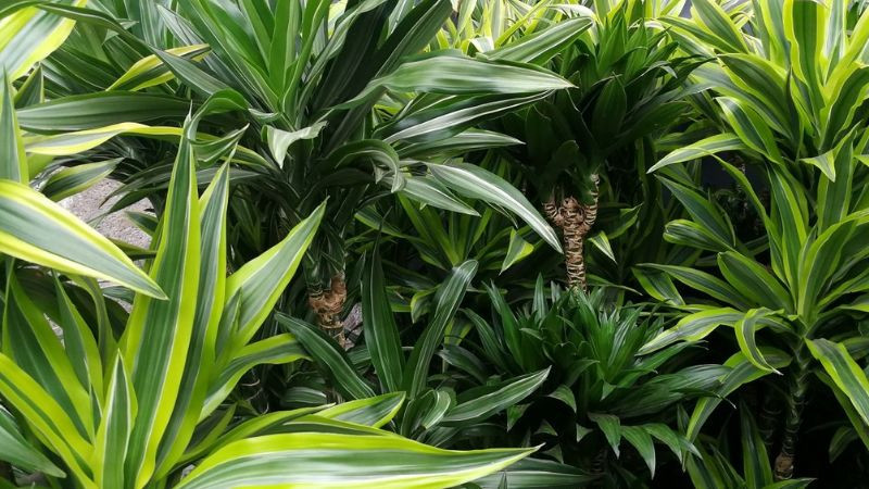 Thiết mộc lan - loài cây phong thủy cho mệnh Hỏa và Mộc phát tài-3