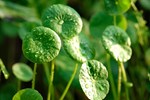Thức uống mùa hè để giải nhiệt nhưng cần nhớ 7 điều cấm kỵ khi dùng