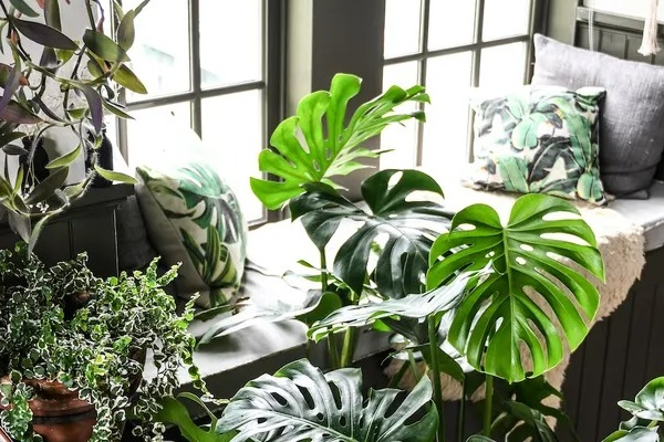 7 loại cây cảnh như bể nước lớn, một ngày không được tưới nước là hoa héo, lá đổ-12