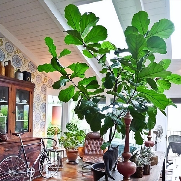 Nhà giàu thích trồng 6 cây cảnh lớn này, chuyên gia lọc không khí, lá càng to càng hút tài lộc-1