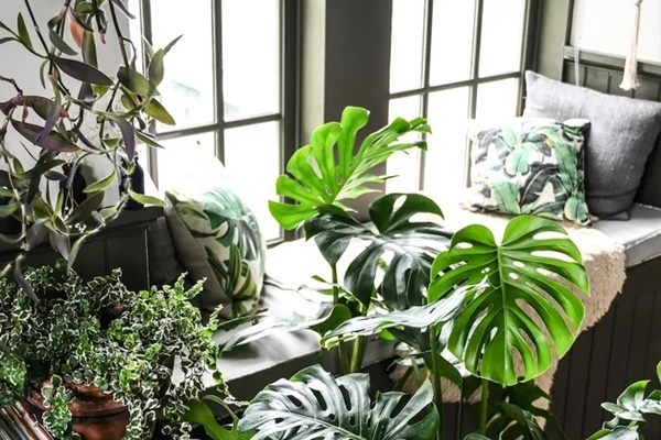 Nhà giàu thích trồng 6 cây cảnh lớn này, chuyên gia lọc không khí, lá càng to càng hút tài lộc-3