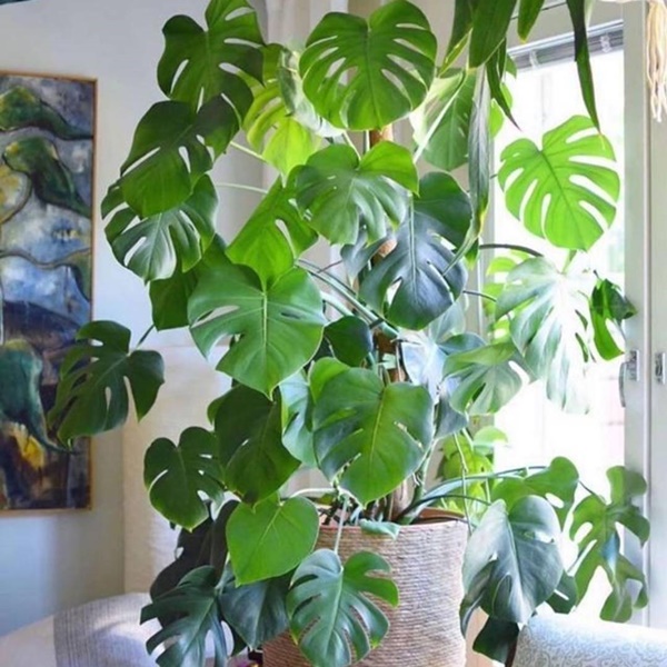 Nhà giàu thích trồng 6 cây cảnh lớn này, chuyên gia lọc không khí, lá càng to càng hút tài lộc-4