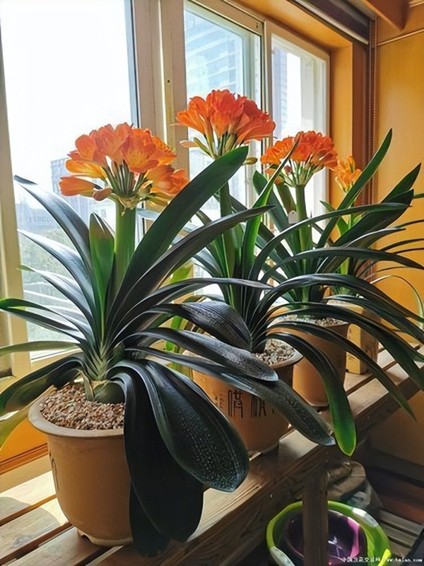 Nhà giàu thích trồng 6 cây cảnh lớn này, chuyên gia lọc không khí, lá càng to càng hút tài lộc-9