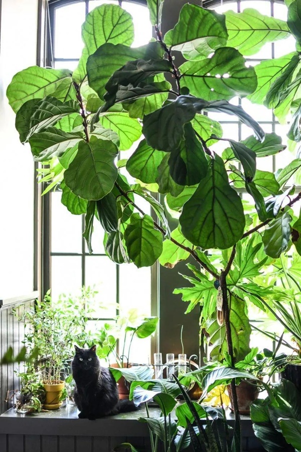 Nhà giàu thích trồng 6 cây cảnh lớn này, chuyên gia lọc không khí, lá càng to càng hút tài lộc-13