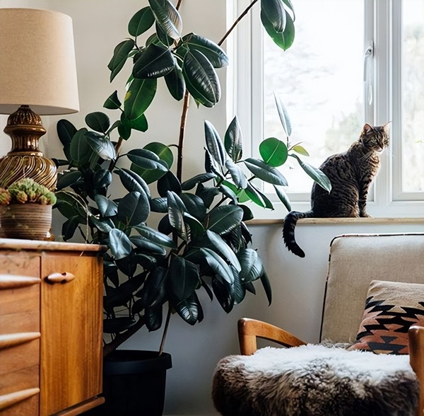 Nhà giàu thích trồng 6 cây cảnh lớn này, chuyên gia lọc không khí, lá càng to càng hút tài lộc-15