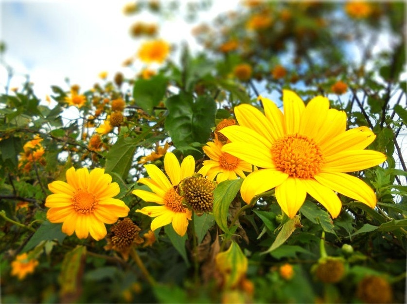 Người sinh vào 5 ngày Âm lịch này, tài năng lại ham học hỏi, về già phúc lộc đủ đầy-2