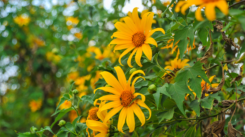 Người sinh vào 5 ngày Âm lịch này, tài năng lại ham học hỏi, về già phúc lộc đủ đầy-3