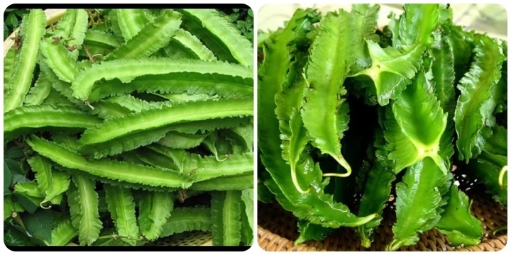 10 tác dụng tuyệt vời của trái đậu rồng với sức khỏe-1