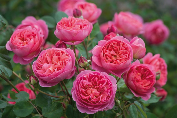 Sinh vào 3 tháng Âm lịch này, điềm tĩnh lại khôn ngoan, càng về già càng giàu có-1