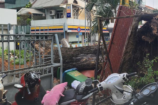 Ai phải bồi thường cho 6 người bị cây đè ở TP.HCM?-2