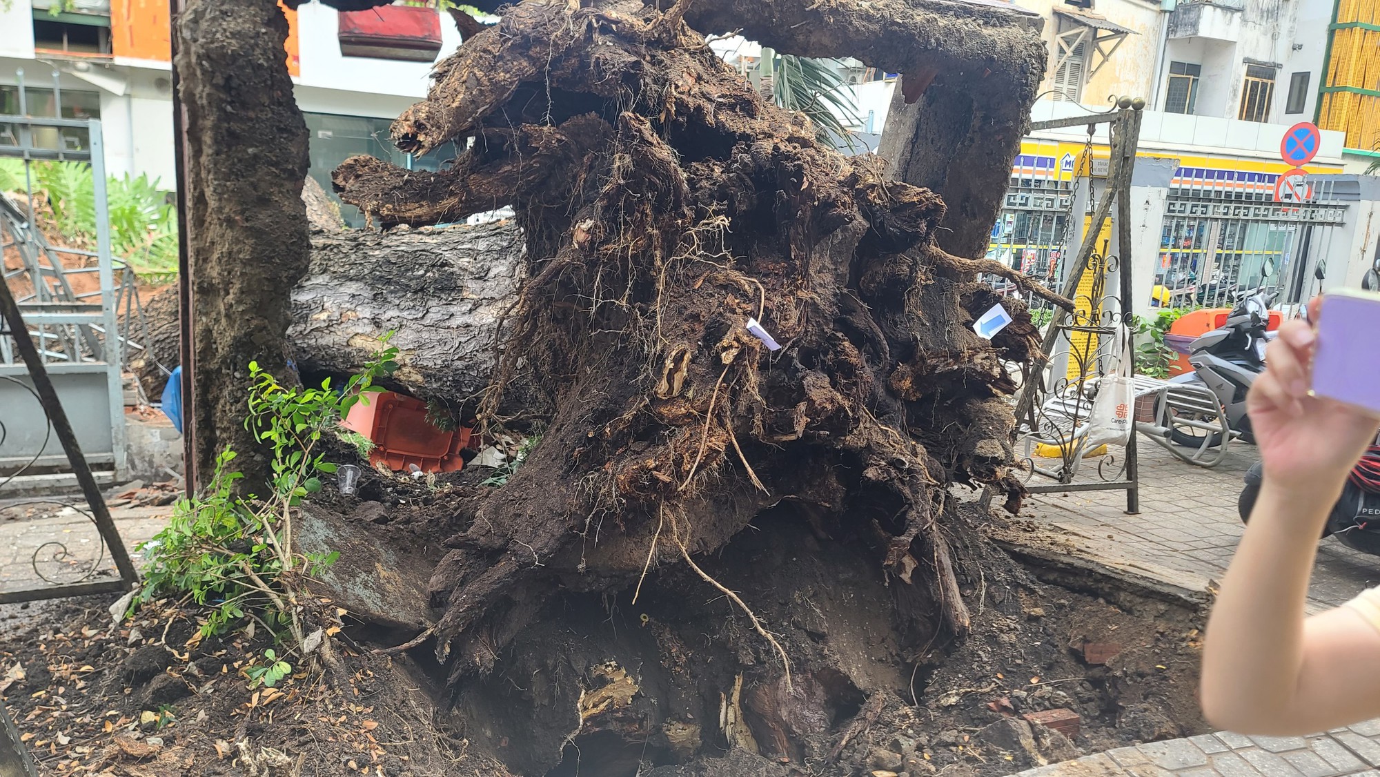 Cây me trong trường học bất ngờ bật gốc, đè nhiều người bị thương-2