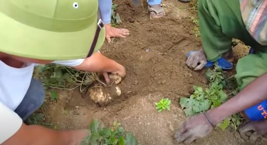 Loại củ ở Việt Nam rẻ, team Quang Linh Vlog trồng bán ở Angola cao gấp 4 lần/kg-1