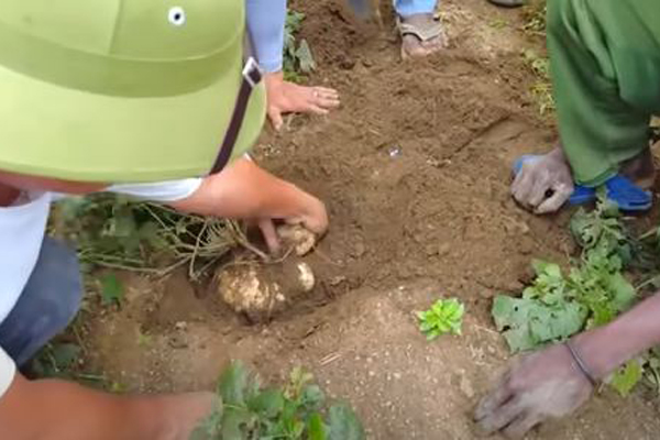 Quang Linh Vlog hé lộ giá sốc loài ở Việt Nam bán đầy chợ, tại Angola giàu mới dám ăn-2