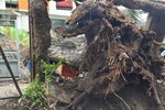 Vụ cây đổ trước cổng trường ở TP.HCM: Thai phụ bị vỡ gan, gãy xương-2