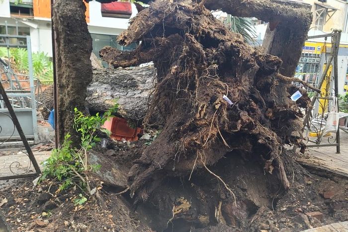 Tình hình sức khỏe của học sinh bị cây đè trúng ở quận 1-1