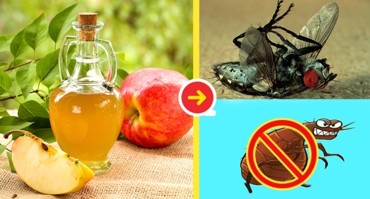 Tuyệt chiêu khiến ruồi biến mất khỏi nhà bạn trong nháy mắt-1