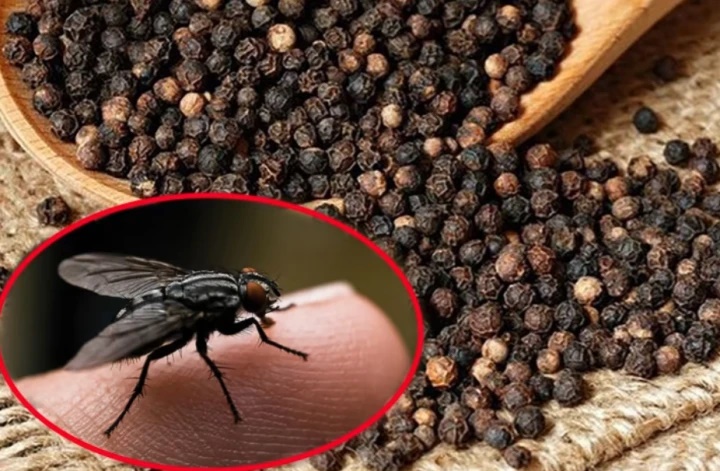 Tuyệt chiêu khiến ruồi biến mất khỏi nhà bạn trong nháy mắt-2