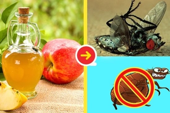 Tuyệt chiêu khiến ruồi biến mất khỏi nhà bạn trong nháy mắt