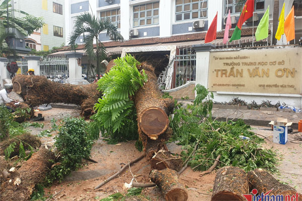 Nhân chứng kể lại giây phút cây xanh bật gốc đè trúng nhiều người trước cổng trường ở TPHCM-8