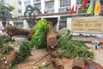 Nam sinh bị cây đè tại trường THCS Trần Văn Ơn bị gãy xương đùi trái-2