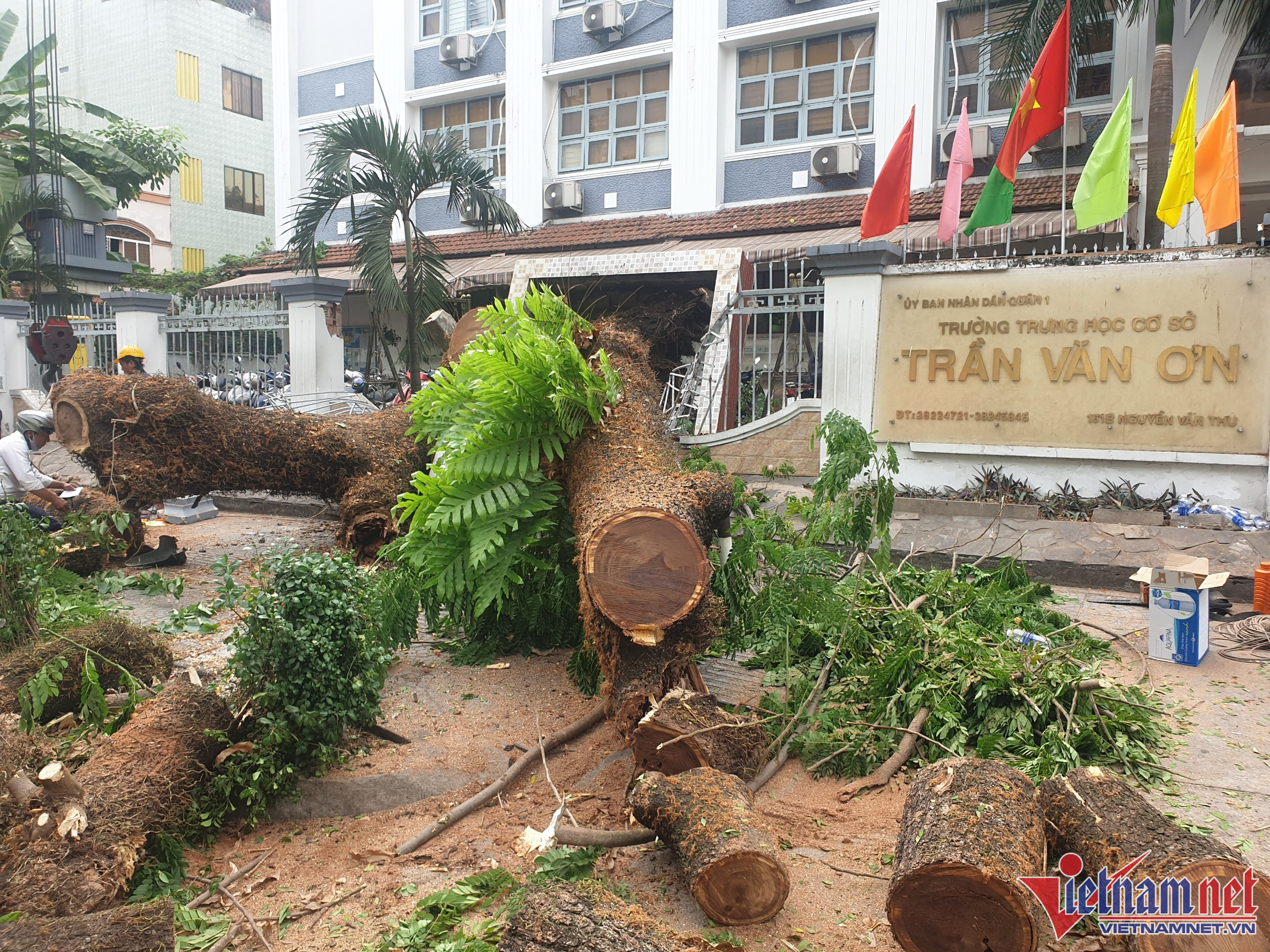 Vụ cây đổ trước cổng trường ở TP.HCM: Thai phụ bị vỡ gan, gãy xương-1