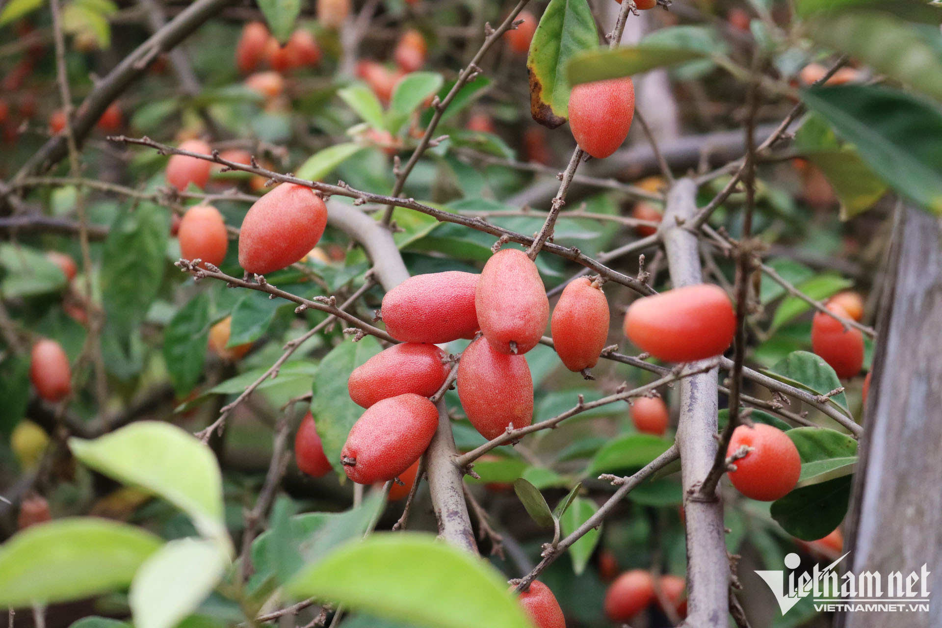 Ở vườn ngoại thành giá rẻ như rau, vào nội thành nhót chín là hàng đắt đỏ-1