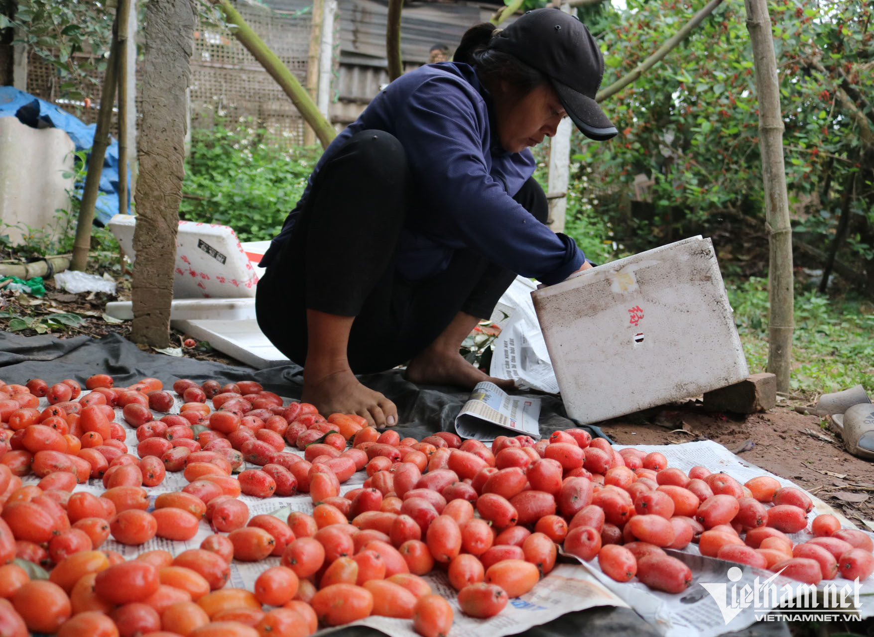 Ở vườn ngoại thành giá rẻ như rau, vào nội thành nhót chín là hàng đắt đỏ-2