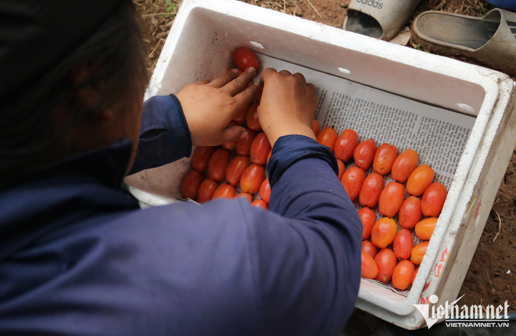 Ở vườn ngoại thành giá rẻ như rau, vào nội thành nhót chín là hàng đắt đỏ-3