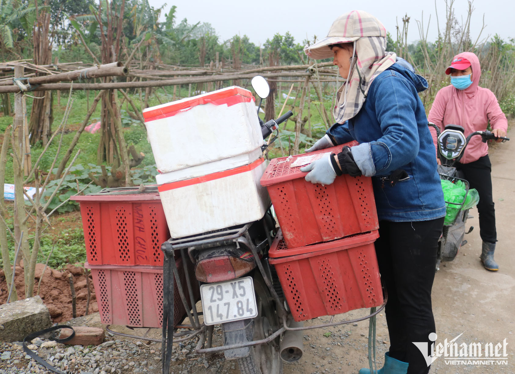 Ở vườn ngoại thành giá rẻ như rau, vào nội thành nhót chín là hàng đắt đỏ-4