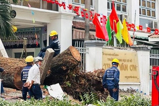 Sở GD-ĐT lên tiếng vụ cây bật gốc đè học sinh bị thương ở TP.HCM