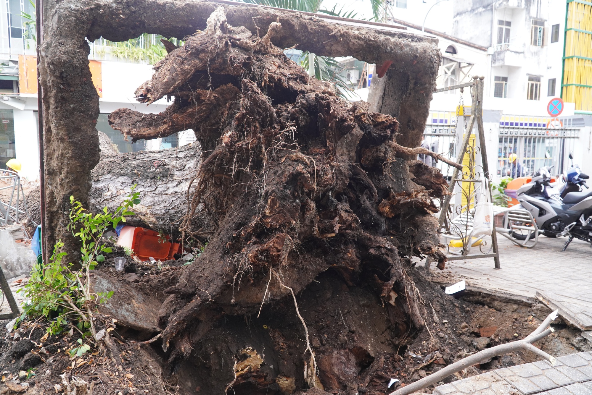 Nhân chứng kể lại giây phút cây xanh bật gốc đè trúng nhiều người trước cổng trường ở TPHCM-7