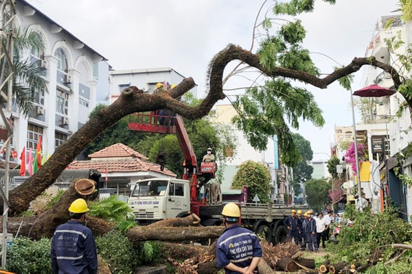 Ai phải bồi thường cho 6 người bị cây đè ở TP.HCM?-1