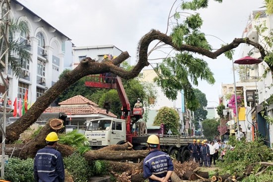 Ai phải bồi thường cho 6 người bị cây đè ở TP.HCM?