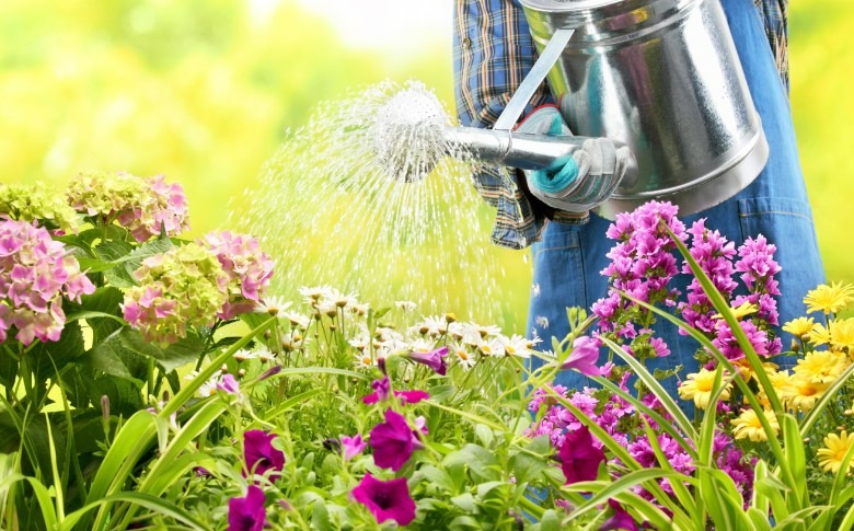 7 loại cây cảnh như bể nước lớn, một ngày không được tưới nước là hoa héo, lá đổ-1