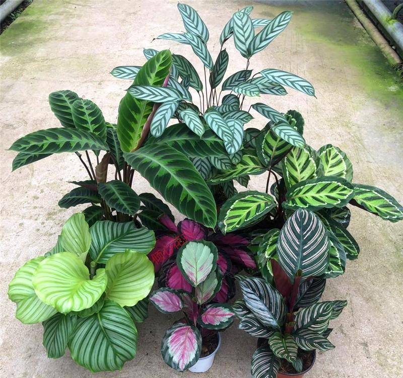 7 loại cây cảnh như bể nước lớn, một ngày không được tưới nước là hoa héo, lá đổ-4